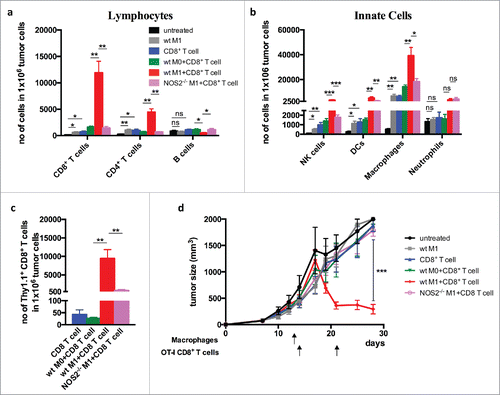 Figure 4. Co-transfer of iNOS+ macrophages with tumor-specific CD8+ T cells promotes infiltration of T cells and tumor rejection Bone marrow-derived CD45.2+ macrophages from wild-type and Nos2−/– mice and activated with LPS and IFNγ (M1) and injected i.v. into B16-OVA-bearing CD45.1 mice. One day later the mice were injected with activated OT-I Thy1.1+CD8+ T cells and sacrificed 2 d after CD8+ T cell transfer. (a) Quantification of total CD45.2+ T cell infiltration. (b) Lymphocyte infiltration of innate cells. (c) Infiltration of transferred OT-I Thy1.1+CD8+ T cells. (d) Tumor growth curves after co-transfer of macrophage and T cells. Data are shown as mean ±SEM of 10 mice per group from two independent experiments. *p < 0 .05, **p < 0 .01, ***p < 0 .001, ns = not significant.