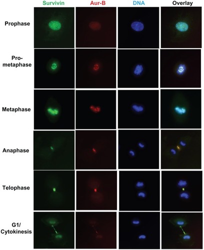 Figure 3 Functional CPC association of survivin with Aurora-B kinase during mitosis in human umbilical vein endothelial cells. Cells expressing N-terminal FLAG-HA tagged full-length survivin, at various stages in mitosis were co-stained with anti-HA (green) and Aurora-B kinase (red) antibodies, and DNA counterstained with DAPI.