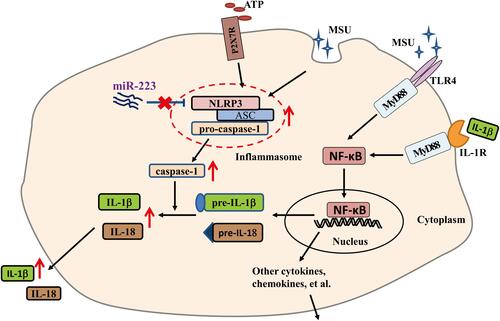 Figure 8 The schematic diagram shows that miR-223 deficiency exacerbates acute inflammatory response to monosodium urate crystals by targeting NLRP3.