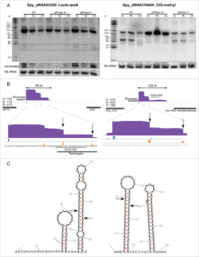 Figure 1. For figure legend see page .Figure 1. (see previous page) Lacto-rpoB and 23S methyl RNA elements are regulated by RNase III in S. pyogenes. A. Northern blot analysis (polyacrylamide gel electrophoresis) of Lacto-rpoB and 23S-methyl RNA expression in WT (SF370), ΔRNase III (Δrnc) and ΔRNase Y (Δrny) strains grown to early logarithmic (EL), mid logarithmic (ML) and early stationary (ES) phases. 5S rRNA is used as loading control. B. Expression profiles of Lacto-rpoB and the 23S-methyl motif with surrounding genes captured using the Integrative Genomics Viewer (IGV) software. The sequence coverage was calculated using BEDTools-Version-2.15.0 and the scale is given in number of reads per million. The distribution of reads starting (5') and ending (3') at each nucleotide position is represented in blue and orange, respectively. The position of the oligonucleotide probes (OLEC) used in Northern blot analysis is indicated. C. Prediction of RNA secondary structure using RNAfold (rna.tbi.univie.ac.at/cgi-bin/RNAfold.cgi). The arrows represent putative cleavages by RNase III (nucleotides determined by analyzing the 5' and 3' ends of the sRNAs in sRNA sequencing data).