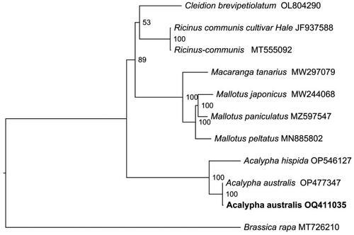 Figure 3. The maximum likelihood phylogeny of Acalypha australis and its close relatives using whole genome sequences. The bootstrap values based on 1000 replicates were shown on each node in the cladogram tree. Ten species are from Euphorbiaceae, which are Mallotus peltatus (MN885802) (Ke et al. Citation2020), Mallotus japonicus (MW244068) (Wu et al. Citation2021), Ricinus communis (MT555092), A. hispida (OP546127), Mallotus paniculatus (MZ597547) (Li et al. Citation2022), Ricinus communis (JF937588) (Rivarola et al. Citation2011), macaranga tanarius (MW297079), cleidion brevipetiolatum (OL804290), A. australis (OP477347) and A. australis (OQ411035, in this study). Brassica rapa (MT726210) (Wu et al. Citation2021), from the brassicaceae, served as the outgroup. The new A. australis plastomes (OQ411035) in this study were labeled in bold font.
