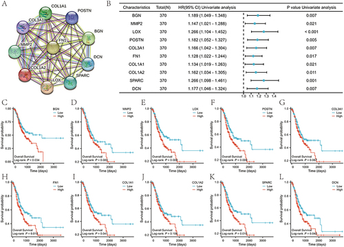 Figure 6 Interaction and prognostic value of the top 10 hub genes. (A) Protein–protein interaction (PPI) network. (B) The forest plot of the COX analysis of hub gene expression. Kaplan–Meier survival analysis of BGN (C), MMP2 (D), LOX (E), POSTN (F), COL3A1 (G), FN1 (H), COL1A1 (I), COL1A2 (J), SPARC (K), and DCN (L).