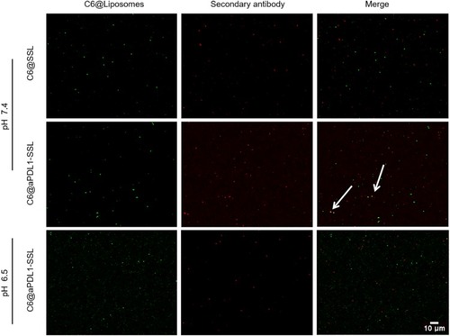 Figure 3 Colocalization results of C6@SSLs, C6@aPDL1-SSLs (pH 7.4), and C6@aPDL1-SSLs (pH 6.5).Notes: The colocalization results were observed by CLSM. The green signals represented C6@SSLs, C6@aPDL1-SSLs (pH 7.4) or C6@aPDL1-SSLs (pH 6.5) and the red signals represented Alexa Fluor 647-labelled secondary antibodies. The white arrow indicated the colocalization area. Scale bar: 10 μm.Abbreviations: C6, Coumarin-6; C6@SSLs,C6-loaded liposomes; C6@aPDL1-SSLs, C6-loaded immunoliposomes; CLSM, confocal laser scanning microscopy.