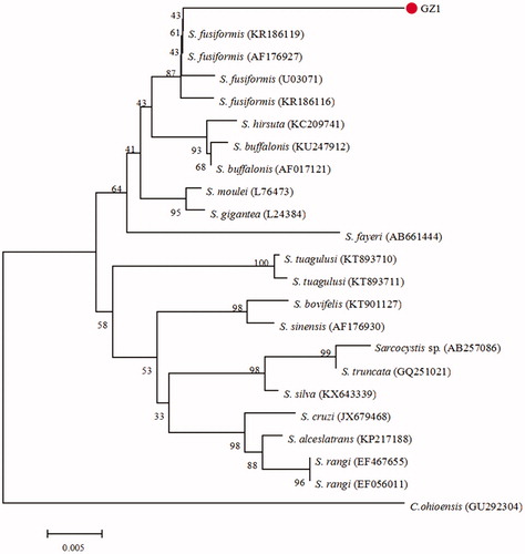 Figure 1. Phylogenetic tree based on partial 18S rRNA sequences of selected Sarcocystidae members and using the NJ method. All sequences’ GenBank accession numbers are given in the brackets after the taxon names. The new sequence of S. fusiformis is indicated by a “•” before the name “GZ1”..