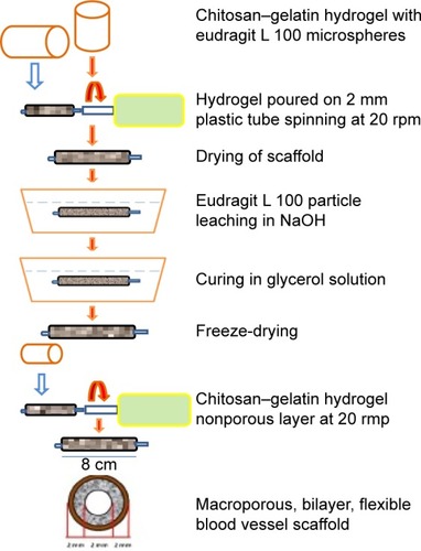 Figure 8 Synthesis of bi-layered chitosan–gelatin composite using particulate leaching. Data from Badhe RV et al. Citation51