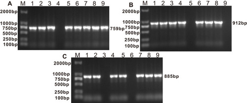 Figure 2 (A) Electrophoretic pattern of BlaB gene (759 bp); M: 100–2000 bp DNA ladder; Lanes 1, 2, 3, 5, 6, 7, 8, 9: positive E. anophelis strains; Lanes 4: negative E. anophelis strain. (B) Electrophoretic pattern of CME gene (912 bp); M: 100–2000 bp DNA ladder; Lanes 1, 2, 3, 4, 6, 7, 8: positive E. anophelis strains; Lanes 5, 9: negative E. anophelis strains. (C) Electrophoretic pattern of GOB gene (885 bp); M: 100–2000 bp DNA ladder; Lanes 1, 2, 4, 5, 7, 8, 9: positive E. anophelis strains; Lanes 3, 6: negative E. anophelis strains.