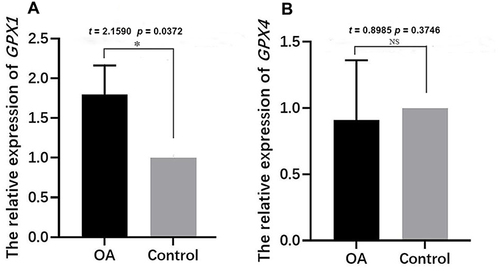Figure 7 Evaluating GPXs expression in OA patients using qRT-PCR. (A) Relative expressions of GPX1 in OA patients and controls. (B) Relative expressions of GPX4 in OA patients and controls. *p < 0.05.
