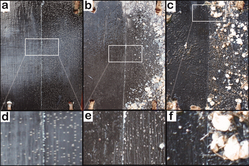 Figure 5. A representative panel from the field test photographed after different immersion times. The left side of the panel was painted with the IveCos formulation. The right half was painted with the control formulation. (a) After immersion for 35 days; (b) after immersion for 73 days; (c) after immersion for 388 days. Areas labelled (d), (e) and (f) are magnifications of (a), (b) and (c), respectively.