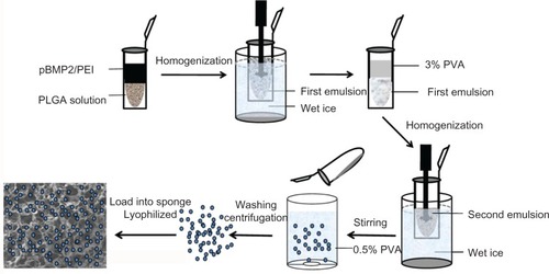 Figure 1 Diagram of preparation of gelatin sponge loaded with PLGA@pBMP-2/PEI.Abbreviations: pBMP2/PEI, plasmid of bone morphogenetic protein 2/polyethlenimine; PLGA, poly(lactic-co-glycolic acid); PVA, polyvinyl alcohol.