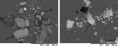Figure 1. Scanning electron microscope (SEM) images of struvite (A and B) collected from a swine manure compost (SMC) and struvite crystal removed from animal wastewater (C) (Komiyama et al. Citation2013)