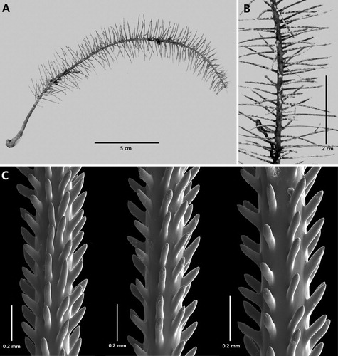 Figure 10. Cupressopathes simplex n. sp., holotype NIWA 19863: A, corallum; B, close-up view of corallum showing pinnulation pattern and polyps; C, sections of pinnules (C from schizoholotype, USNM 1202931/SEM stub 322).