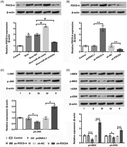 Figure 6. Impacts of PDCD-4 on JNK and MEK/ERK pathways in MDA-MB-231 cells. (A) PDCD-4 expression in Sino-managed and miR-29 mimic/inhibitor transfected MDA-MB-231 cells was evaluated through applying western blot and qRT-PCR experiments. The pc-PDCD-4, sh-PDCD-4 and the correlative controls were transfected into MDA-MB-231 cells, (B) PDCD-4 expression was measured by western blot ans qRT-PCR experiments; (C) p/t-JNK, and (D) p/t-MEK and p/t-ERK protein levels were then appraised via adopting western blot experiment. *p < .05; **p < .01; ***p < .001.