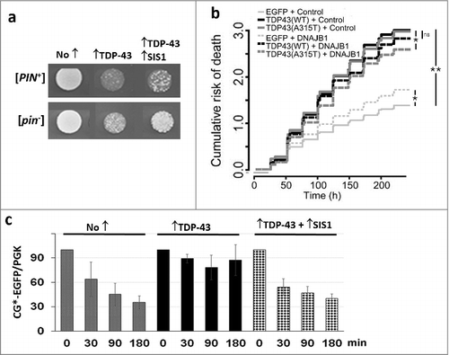 Figure 1. Overexpression of Sis1 mitigates the effects of TDP-43 in yeast and primary rodent cortical neurons. (Adapted from [Citation31) a. Overexpression of TDP-43 is more toxic in the presence of the [PIN+] prion and is less toxic in the presence of overexpressed Sis1. The growth of normalized suspensions of [PIN+] and [pin−] versions of the same yeast strain transformed with pGAL1-TDP-43-YFP (↑TDP-43) and pGAL1-SIS1 (↑SIS1), or empty control plasmids (No ↑), on plasmid selective galactose medium is shown. b. Expression of DNAJB1 reduces toxicity of TDP-43 overexpression in rodent primary cortical neurons. A cumulative risk of death plot is shown for neurons transfected with vectors shown. While DNAJB1 displays some toxicity in control neurons when overexpressed, it also reduces the risk of death in neurons expressing TDP-43. *p < 0.005; **p < 2 × 10−16, by Cox proportional hazards analysis. N = 725-979 neurons per condition, assembled from three separate experiments. c. TDP-43 inhibits proteolysis of cytosolic misfolded proteins and this is reversed by overexpression of Sis1. We used degradation of CG*-GFP, the mutant version of the secretory protein carboxypeptidase Y lacking its signal sequence (ΔssCPY*) tagged with EGFP as a reporter to test for ubiquitin proteasome system (UPS) activity. New protein synthesis was inhibited with cycloheximide, after which levels of CG*-GFP were determined in cell lysates harvested at the times indicated. Data for a [PIN+] yeast strain is shown. All cells expressed CG*-EGFP from a GAL1 plasmid and expressed TDP-43 and Sis1 as indicated. Normalized cell lysates run on SDS-PAGE were immunoblotted with anti-GFP for CG*-EGFP level and anti-Pgk1 as an internal loading control. Quantification of three blots showing normalized ratio of CG*-EGFP and Pgk1 is shown with standard error.