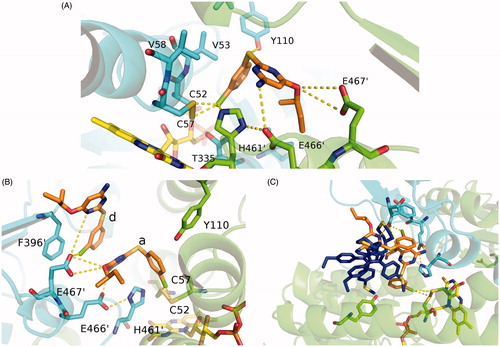 Figure 5. Blow up of the active site of TR. (A) Interaction map of RDS 777 in the TR-active site of monomer A. The residues interacting with RDS 777 are indicated and represented as sticks. (B) Interaction map of the a and d RDS777 molecules in the TR-active site of monomer B. The residues interacting with RDS 777 are indicated and represented as sticks. (C) Superimposition between the compound1–TR structure (PDB code 4APN) and RDS777–TR structure. The two molecules of compound 1 (4-((1–(4-ethylphenyl)-2-methyl-5–(4-(methylthio) phenyl)-1H-pyrrol-3 yl)methyl)thiomorpholine), RDS 777 and FAD are represented as sticks.