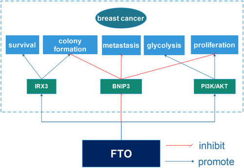 Figure 2 The specific mechanisms of FTO in breast cancer. FTO greatly participated in the survival, colony formation, metastasis, glycolysis and proliferation of breast cancer through targeting IRX3, BNIP3 and PI3K/AKT.