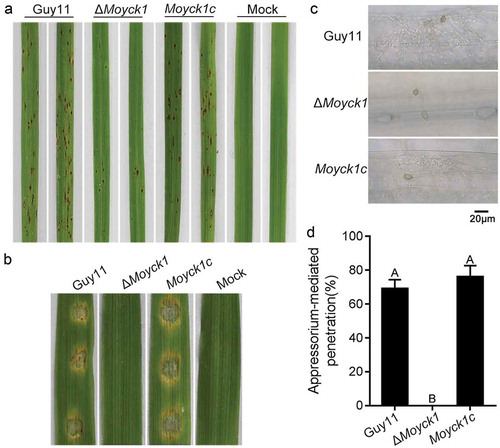 Figure 5. MoYck1 contributes to full virulence. (a). Virulence on rice seedlings. Conidia (1 × 104/mL) from Guy11, ΔMoyck1 and Moyck1c were sprayed on 2-week-old rice seedlings, and pictures were taken at 5 dpi. (b). Virulence on barley leaves. Conidial drops were inoculated on barley leaves in vitro. Photos were taken at 5 dpi. (c). Appressorium-mediated penetration on barley leaves. The barley leaves were inoculated with conidia for 48 hours and then decolored before observation. Bar = 20 µm. (d). Ratios of appressorium-mediated penetration. The values mean average and bars mean standard errors. The column labeled with different characters means an apparent difference (Duncan’s test, P < 0.01).