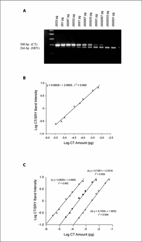 Figure 1.  Generation of the conventional standard curve. (A) Agarose gel electrophoresis of the coamplification of 0.1 ng of male genomic DNA (male DNA mixed with female DNA at a ratio of 1:104) with serial competitive template (CT) amounts ranging from 0.033 to 0.00001 pg. The gel shows two PCR products per lane, representing the CT (larger fragment, 300 bp) and SRY gene (smaller product, 266 bp). (B) Standard curve generated from the gel shown in panel A. The band intensity is assayed by scanning densitometry, and the graph is generated by plotting the log CT/SRY band intensity against the log CT amount. (C) Standard curves generated from amplifications containing three initial concentrations of male DNA substrate. Standard curve (i) represents the data from panel B (0.1 ng male DNA); (ii) and (iii) correspond to 1 and 10 ng male DNA, respectively.