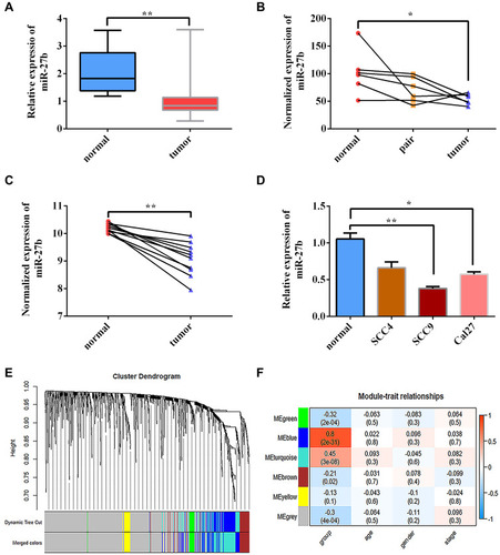 Figure 1 miR-27b expression is downregulated in TSCC cancer tissues and associated with TSCC cancer status. (A) Expression of miR-27b was lower in TCGA-TSCC samples compared with normal controls. (B, C) Expression of miR-27b was lower in TSCC cancer samples compared with normal controls based on GEO data sets GSE137865 and GSE124566. (D) Relative expression of miR-27b in TSCC cell lines was significantly reduced compared with that in normal gingival epithelial cells according to qRT-PCR. (E) Identification of gene co-expression modules in TSCC via hierarchical average linkage clustering. (F) Heatmap of the correlations between module eigengenes and phenotypic characteristics of TSCC. *Represents P<0.05, **Represents P<0.01.