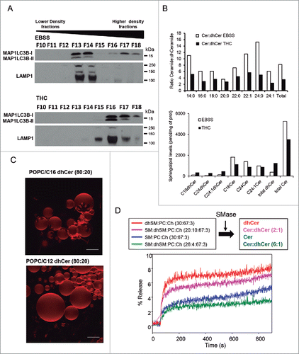 Figure 4. THC, but not nutrient deprivation, decreases the ceramide:dihydroceramide ratio in an autophagosome-enriched fraction. (A) Characterization of the presence of the autophagy marker MAP1LC3B-II and the lysosomal marker LAMP1 in fractions obtained from U87MG cells incubated for 6 h with EBSS or THC (6 µM) and subjected to subcellular fractionation in an OptiPrep® gradient. Note that MAP1LC3B-II appears in fractions of higher density in samples derived from THC-treated cells than in those derived from cells incubated with EBSS, (n = 2). (B) Analysis of the molecular species of ceramides and dihydroceramides present in the MAP1LC3B-II-enriched fraction (derived from cells treated with THC or incubated with EBSS) shown in (A). Data correspond to the ceramide:dihydroceramide ratio (upper panel) and the amount of each sphingolipid species (lower panel) in one representative experiment (n = 2). (C) Generation of ceramide rigid domains in C16 dihydroceramide-containing GUVs. Upper panel: Rigid, dihydroceramide-enriched domains (flower-like dark areas) in bilayers containing 80 mol % sn-1-palmitoyl-2-oleoyl phosphatidylcholine (POPC, a fluid phospholipid) and 20 mol % C16 dihydroceramide. Lower panel: a control experiment with a C12 dihydroceramide that does not give rise to domains under these conditions. Bars: 10 µm. (D) Release of vesicular aqueous contents induced by ceramides. Effect of the different proportions of C16 ceramide:C16 dihydroceramide generated by the action of sphingomyelinase in LUVs composed of the following: dhSM:PC:Ch (30:67:3; red line); SM:dhSM:PC:Ch (20:10:67:3; magenta line); SM:PC:Ch (30:67:3; blue line); and SM:dhSM:PC:Ch (26:4:67:3; green line). A representative example of 3 closely similar experiments is shown. SM, sphingomyelin; dhSM, dihydrosphingomyelin; PC, phosphatidylcholine; Ch, cholesterol.