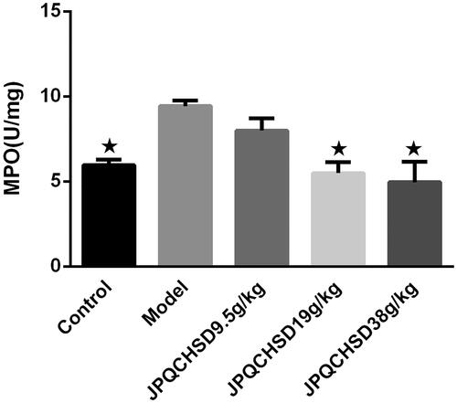 Figure 4. Detection of colonic myeloperoxidase (MPO) activity. MPO activity was significantly higher in 2,4,6-trinitrobenzene sulphonic acid (TNBS)-induced inflammatory bowel disease (IBD) rat model than in control rats. Both JPQCHSD 19 g/kg and JPQCHSD 38 g/kg groups showed low MPO activities. ★p < 0.05 as compared to model group. Data are shown as the mean ± standard deviation. Control, no treatment; Model, TNBS-induced IBD rats.