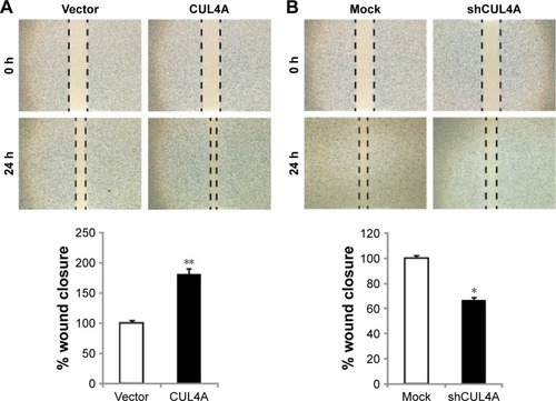Figure 3 CUL4A promotes migration of colorectal cancer cell line HCT-116.