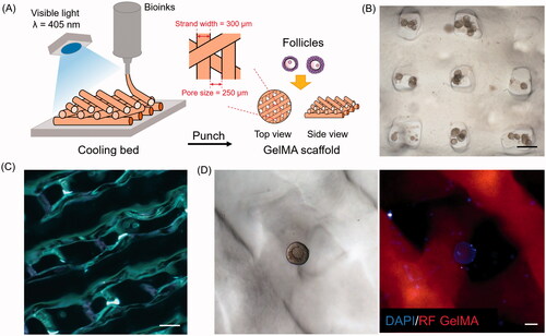 Figure 3. Deposition of ovarian follicles in optimized scaffolds. (A) Schematic representation of three-dimensional (3D) printing of gelatin-methacryloyl (GelMA) scaffolds. (B) Photograph of follicles in 90° scaffolds. Scale bar = 500 μm. (C) Optical microscopy images of GelMA 60° scaffolds. Scale bar = 500 μm. (D) Follicles attached in 60° scaffolds under bright white light and fluorescence microscope. Scale bar = 50 μm. DAPI, 4′,6-diamidino-2-phenylindole; RF, red fluorescence.