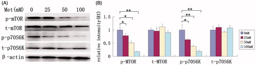 Figure 4. Analysis of mTOR signaling following metformin treatment. Total protein from cultured HaCaT cells treated with different concentrations of metformin (0, 25, 50, and 100 mM) for 48 h and subjected to western blot analysis. (A) Expressions of p-mTOR and p-p70S6K (but not t-mTOR and t-p70S6K) were significantly decreased following metformin treatment. (B) The relative expression level of each protein by normalization to internal β-actin control. *p < 0.05, **p < 0.001.