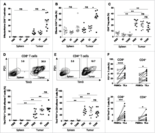 Figure 4. TA99 treatment increases the percentage of tumor infiltrating effector lymphocytes, but does not prevent their exhaustion. (A-C) Immune cells were isolated from spleens (white symbols) and tumors (black symbols) of mice treated with PBS (PBS, n = 9), IgG2a isotype control (IC, n = 9) or TA99 (TA99, n = 9). The ratio between effector memory (CD44+CD62L−) and naive (CD44−CD62L+) CD8+ T cell (A), and percentage of CD25+FOXP3− effector CD4+ T cells (B) and CD25+FOXP3+ CD4+ Tregs (C) are indicated. (D, E) Expression of PD-1 and TIM3 in CD8 (D) and CD4 (E) T cells isolated as indicated in A and B. Top, representative dot-plots; bottom, individual data from 9 mice/group (same mice as in A-C). (F) Expression of PD-1 and TIM3 in PBMCs and TILs from 15 untreated patients with metastatic melanoma. The percentages of PD1+ and PD1+TIM3+ in the CD4 and CD8 subpopulations are shown. *p < 0.05; **p < 0.01; ***p < 0.001; ****p < 0.0001; ns, not significant; determined with the non-parametric Kruskal-Wallis test (A, B, C, D, E) or the non-parametric Wilcoxon matched-pairs rank test (F).