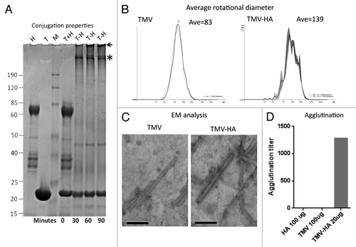 Figure 4. Physical characterization of the EDC/NHS TMV-HA conjugate. (A) Increased EDC/NHS conjugation time from 30 to 60 min caused additional high molecular weight bands to appear in the conjugated reactions (*), in addition to more accumulation in the well (arrow; T-H reactions). (B) Laser Optical scattering microscopy was used to determine the size of the vaccine particle in suspension. Average rotational size was measured for both TMV and TMV-HA, in triplicate. (C) 40 000× Electron microscopy imaging of TMV or the TMV-HA conjugate. Particle average diameter increased by 34% from 18.0 nM to 24.1 nM after HA conjugation. The diameter was derived as the average of 30 electron micrograph images, using the bar = 100 nM as a size standard. (D) TMV and HA were assessed independently at 100 µg, and the TMV-HA conjugate was assessed at 20 µg for the ability to agglutinate turkey RBCs. Data are shown as the inverse of the minimum titer required to stimulate agglutination.