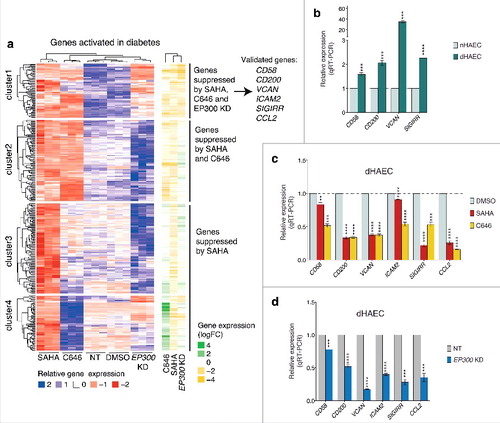 Figure 8. SAHA reverses gene expression in diabetic HAECs by EP300 dependent mechanism (a) A heatmap showing genes that are upregulated in diabetes and that are suppressed by SAHA in this dataset. Clustering identifies diabetic gene expression likely to be EP300-dependent or independent. Validation of gene expression was performed by RT-PCR. (b) Relative expression of genes associated with diabetes in diabetic HAECs relative to non-diabetic HAECs. (c) Relative expression of genes associated with diabetes in response to SAHA or C646 (relative to DMSO control) or (d) EP300 siRNA (relative to non-target siRNA). Gene expression was determined by normalizing against the housekeeping gene HPRT1, which was stably expressed. Error bars represent SEM. n = 3, (*) P value <0.05, (**) P value <0.005, (***) P value <0.0005, (****) P value <0.0001, unpaired t-test.