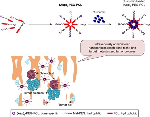 Figure 1 Amphiphilic (Asp)8-PEG-PCL nanoparticles have been designed for curcumin delivery targeting cancer metastasized to bone.Abbreviations: (Asp)8-PEG-PCL, polyaspartic acid peptides-poly (ethylene glycol)-poly (ε-caprolactone) polymer; Mal-PEG, maleimide terminated polyethylene glycol; PCL, poly ε-caprolactone.