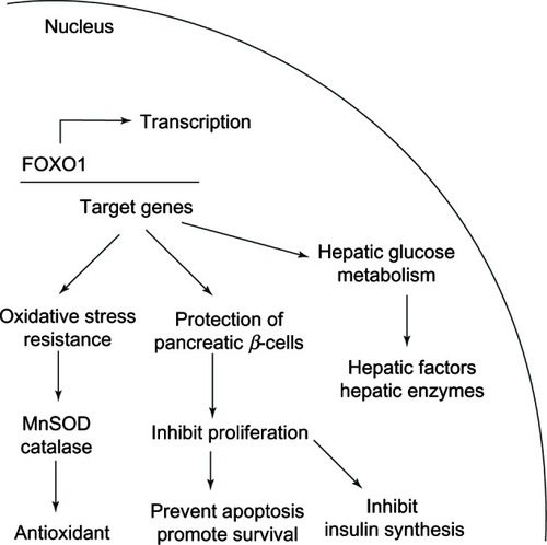 Figure 17 FOXO1 functions are related to glucose homeostasis and providing protection against oxidative stress.