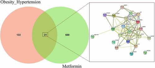 Figure 3. Further Venn diagram analysis highlighted all 21 interaction genes of metformin and obesity-related hypertension before networking visualization