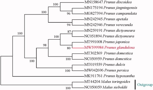 Figure 1. Phylogenetic tree based on plastid genomes using the ML method. Ultrafast bootstrap (UFBoot) values are shown above the nodes, with 1000 boot-strap replicates.