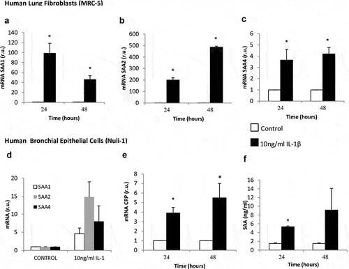 Figure 2. Effect of IL-1β on SAA and CRP expression in lung fibroblasts and airway epithelial cells. mRNA expression of SAA1 (panel A), SAA2 (panel B), and SAA4 (panel C) produced by human lung fibroblasts without stimulation (white bars) and stimulated with IL-1β (10 ng/mL, black bars). mRNA expression of SAA (panel D), CRP (panel E) and SAA protein levels (panel D) produced by human airway epithelial cells without stimulation (white bars) and stimulated with IL-1β (10 ng/mL, black bars). r.u. = Relative units versus control; *p < 0.05 versus control. Each bar in the figure is mean± SE n = 6.