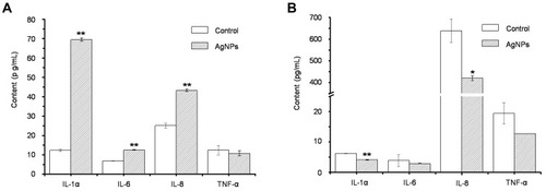 Figure 7 The release of inflammatory factors in 2D KC cells (A) and 3D EpiKutis® model (B) after the treatment with AgNPs for 24 hrs at the equivalent dose of 0.28 ng AgNPs per cell (Mean±SD, n=3, *p<0.05, **p<0.01).