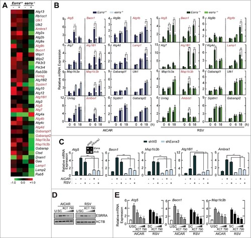 Figure 2. ESRRA is required for the transcriptional activation of autophagy-related genes in macrophages in response to various autophagy inducers. (A) Heatmap analysis from gene array data of Esrra+/+ and esrra−/− BMDMs. Differential gene expression patterns were observed in 39 autophagy-related genes between Esrra+/+ and esrra−/− BMDMs before and after LPS (100 ng/ml, for 6 h) stimulation (gene accession number: GSE58515). The genes investigated in this study are indicated by red color. (B) Esrra+/+ and esrra−/− BMDMs were stimulated with AICAR (0.5 mM) or resveratrol (10 µM) for 6 h. (C) BMDMs were transduced with lentiviruses expressing nonspecific shRNA (shNS) or shRNA specific for Esrra (shEsrra), and then stimulated with AICAR or resveratrol for 6 h. (D and E) BMDMs were incubated with or without XCT790 (1, 5, and 10 µM) for 48 h and followed by AICAR or resveratrol for 24 h (D) and 6 h (E). (B and C) Quantitative PCR analysis of the mRNA levels of 16 essential autophagy genes for which 15 contain > 3 ESRRA binding sites and ATG7 contains 1 motif (B) or Atg5, Becn1, Maplc13b, Atg16l1 and Ambra1 mRNA expression (C). (D) Cell lysates were subjected to immunoblot analysis using antibodies against ESRRA and ACTB. (E) Quantitative PCR analysis of Atg5, Becn1, and Map1lc3b mRNA expression. Experiments were repeated at least 3 times. Graphs show mean ± SD. *P < 0.05 and **P < 0.01 (2-tailed unpaired Mann–Whitney). U, untreated; SC, solvent control; RSV, resveratrol.