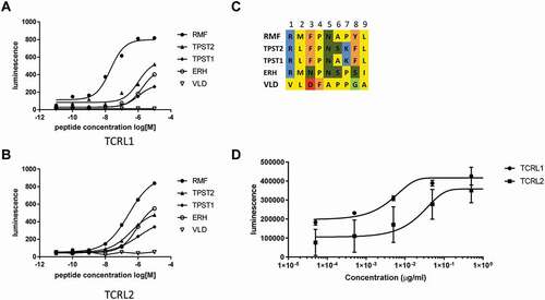 Figure 4. Modified CAR-J assay with different densities of pHLA on T2 cells via pulsing with dilution series of the respective peptides. Comparison of CAR-J pools (a, b) of two different TCRL-candidates (TCRL1 and TCRL2) and a killing assay (c) with the respective TCRL-TCBs on T2 cells pulsed with the target peptide (RMF) both indicate higher activity for candidate TCRL1