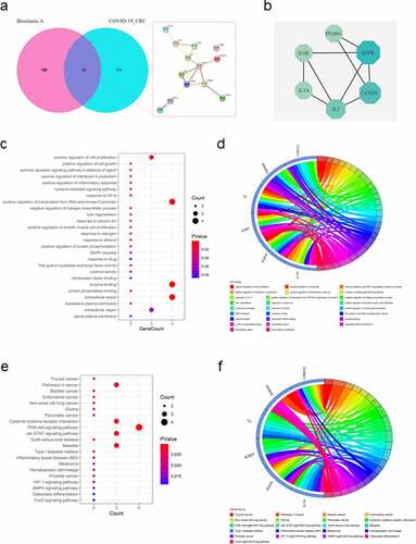 Figure 2. Functional characterization of biochanin A/CRC/COVID-19-associated genes. (a) The Venn diagram showed the number of intersecting genes in biochanin A/CRC/COVID-19. (b) Protein-protein interaction analysis of biochanin A/CRC/COVID-19-interacting genes using STRING tool. (c) Gene ontology enrichment analysis highlighted the biological processes and molecular functions controlled by biochanin A/CRC/COVID-19-associated genes. The size of each dot represents the number of genes. The color intensity of the dot represents the significance of the processes. (d) Circos plot shows the involvement of genes in the enriched biological processes. (e) Kyoto Encyclopedia of Genes and Genomes analysis highlighted the cell signaling pathways mediated by biochanin A/CRC/COVID-19-associated genes. The size of dots represents the number of genes. The color intensity of the dot represents the significance of the pathways. (f) Circos plot showed the involvement of genes in the enriched signaling pathways