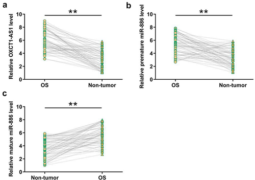 Figure 1. Analysis of the differential expression of OXCT1-AS1 and miR-886 in OS RT-qPCRs were performed to determine the expression of OXCT1-AS1 (a), premature miR-886 (b), and mature miR-886 (c) in paired OS and non-tumor tissue samples from 66 OS patients. ** p < 0.01.