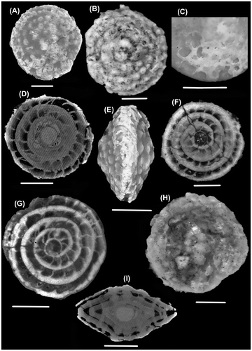 Plate 1. Photomicrographs of N. aff. hormoensis (external view: A, B, C; side view: E; equatorial section: D, F, G; axial section: I) and N. ptukhiani (external view: H). Scale bar: 1000 μm. A, B, D, E, I: borehole 21.20 m;; F,G: borehole 21.55 m; H: borehole 31.88 m depth; C: outcrop sample.