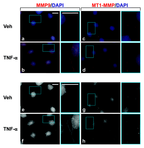 Figure 4. Localization of MMP9 and MT1-MMP in Sertoli cells cultured in the presence of TNFα. Sertoli cells (0.04 × 106 cells/cm2) were cultured on Matrigel™-coated micro cover glasses for 4 d and incubated with TNFα (25 ng/ml) for 24 h as described in Materials and Methods. Thereafter, cells were processed for the immunofluorescent visualization of MMP9 (red, a and b) and MT1-MMP (red, c and d). Nuclei were visualized with DAPI (blue, a–d). Images encircled in blue boxes and shown to the immediate right of a–h are enlarged images corresponding to boxed areas within a–h. Gray scale images (e–h) are included to better depict changes in MMP9 and MT1-MMP. Scale bars, 20 μm.