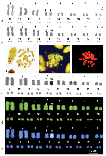 Figure 1. Karyograms (a, b, f, g and h) and metaphase plates (c-e) of H. hippocrepis stained with Giemsa (a and b), Ag-NOR (c) (male), CMA3 /MG (d) (female), NOR-FISH (e) (female) and sequential C-banding + Giemsa (f) + CMA3 (g) + DAPI (h). Arrows indicate NOR-bearing chromosomes.