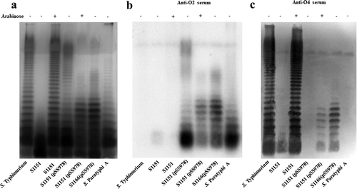 Figure 2. LPS profile of the live attenuated vaccine candidates S1151 (pSS978) and S1166 (pSS978).(a) The LPS profiles of the live attenuated vaccine candidates S1151 (Δabe ΔpagL::araC PBAD abe TT ΔrelA::araC PBAD lacI TT Δcrp Δcya Δasd) harboring pSS978 and S1166 (Δcrp Δcya ΔrelA ΔpagL Δasd) harboring pSS978 were visualized by silver staining. Vaccine candidates were grown in medium with (+) or without (-) 0.2% arabinose, as indicated. (b and c) Western blot analysis of the LPS profile from panel A probed with anti-Salmonella serogroup A single-factor O2 (anti-O2) or serogroup B single-factor O4 (anti-O4) antibodies, as indicated. Samples derived from the same experiment and gel/blots were processed in parallel.