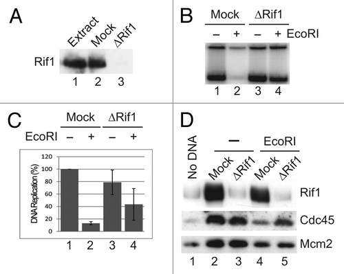 Figure 2 Egg extracts lacking Rif1 exhibit damage-resistant DNA synthesis. (A) Egg extracts (lane 1) were mock-depleted with control antibodies (lane 2) or immunodepleted with anti-Rif1 antibodies (lane 3). Extracts were processed for immunoblotting with anti-Rif1 antibodies. (B) Mock-depleted (lanes 1 and 2) and Rif1-depleted egg extracts (lanes 3 and 4) were supplemented with sperm nuclei and incubated in the absence (lanes 1 and 3) or presence of EcoRI (lanes 2 and 4). Chromosomal DNA replication was determined as described in Materials and Methods. (C) Compilation of results (mean ± standard deviation) from three independent experiments, including the one depicted in (B). (D) Mock-depleted and Rif1-depleted interphase egg extracts containing sperm nuclei were incubated for 60 min in the absence or presence of EcoRI. At this time, chromatin fractions were prepared and immunoblotted for Rif1, Mcm2 and Cdc45. For lane 1, egg extracts were incubated without sperm nuclei.