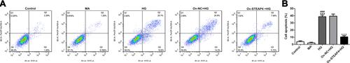 Figure 6 Overexpression of STEAP4 decreased apoptosis of HRCECs induced by HG. (A) The apoptosis rate was detected by flow cytometry. (B) Statistical analysis of apoptosis. n=3, ***p<0.001 vs Control; ###p<0.001 vs MA; ΔΔΔp<0.001 vs Ov-NC+HG.Abbreviations: Ov-NC, overexpression-NC; Ov-STEAP4, overexpression-STEAP4; HG, high glucose.