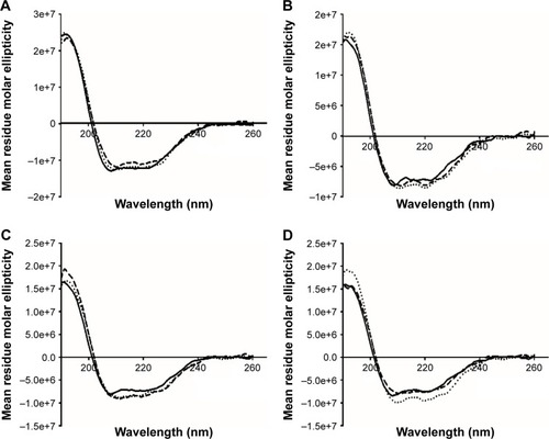 Figure 5 CD spectra of freeze-dried cakes with/without stabilizing excipients.Notes: Solid line: at day 0; dotted line: after 3 months storage at 4°C; and dashed line: after 3 months storage at 40°C. (A) BSA; (B) BSA + 1% sucrose; (C) BSA + 1% trehalose; (D) BSA + 1% aminoclay.Abbreviations: CD, circular dichroism; BSA, bovine serum albumin.