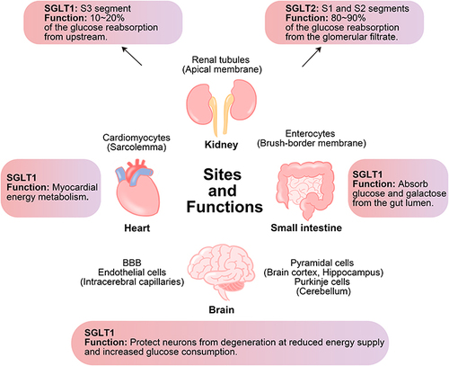 Figure 2 Sites and functions of SGLT1 and SGLT2 in kidney and of SGLT1 in small intestine, heart and brain. SGLT1 is mainly expressed in the small intestine and also expressed in the kidney, heart, and brain, while SGLT2 is mainly expressed in the kidney. In the kidney, both SGLT1 and SGLT2 are responsible for glucose reabsorption. In the small intestine, SGLT1 is responsible for the absorption of glucose and galactose from the gut lumen. In the heart and brain, SGLT1 plays an important role in energy metabolism.