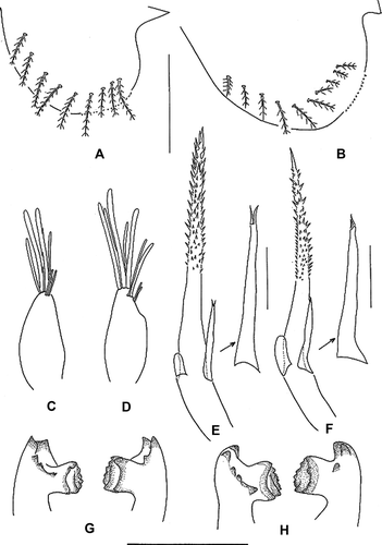 Figure 2.  Erimacrus isenbeckii (Brandt 1848). Chaetotaxy of ventral carapace margin: (A) first zoea, (B) second zoea; antennule: (C) first zoea, (D) second zoea; antenna: (E) first zoea, (F) second zoea; mandible: (G) first zoea, (H) second zoea. Scale bar is 0.5 mm.