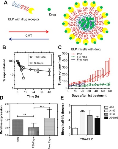 Figure 3 Rapa encapsulated by FKBP-decorated nanoparticles has both anticancer and immunosuppressive efficacy.Notes: (A) ELP nanoparticles fused genetically to the cognate receptor of Rapamycin-FKBP can specifically carry the drug with high avidity. (B) FSI significantly prolongs drug release compared with plain ELP (SI). (C) FSI-Rapa has lower cytotoxicity and greater antitumor efficacy than free Rapa in an MDA-MB-468 breast tumor xenograft mouse model. Compared with free Rapa group, which showed severe cytotoxicity (15% bodyweight loss by day 23), no obvious systemic cytotoxicity was observed in the FSI-Rapa group. (A), (B), (C) Reproduced from J Control Release,171(3), Shi P, Aluri S, Lin YA, et al. Elastin-based protein polymer nanoparticles carrying drug at both corona and core suppress tumor growth in vivo, 330–338,Citation42 Copyright 2013, with permission from Elsevier. (D) FSI-Rapa suppresses transcription and expression of the protease cathepsin-S (CATS), a biomarker of lacrimal gland autoimmune dacryoadenitis, better than free Rapa in a mouse model of Sjögren’s syndrome. Reproduced from J Control Release, 171(3), Shah M, Edman MC, Janga SR, et al, A rapamycin-binding protein polymer nanoparticle shows potent therapeutic activity in suppressing autoimmune dacryoadenitis in a mouse model of Sjogren’s syndrome, 269–279,Citation43 Copyright 2013 with permission from Elsevier. (E) The blood half-lives of four ELPs estimated by pharmacokinetic modeling in mice based on micro-PET imaging. ***indicates a P-value of <0.001; **indicates a P-value of <0.01 by one-way ANOVA with Tukey’s multiple comparison test. From Janib SM, Liu S, Park R, et al. Kinetic quantification of protein polymer nanoparticles using non-invasive imaging. Integr Biol (Camb). 2013;5(1):183–194.Citation23 Reproduced by permission of The Royal Society of Chemistry.Abbreviations: CMT, critical micelle temperature; ELP, elastin-like polypeptide; FKBP, FK506-binding protein; FSI, FKBP-ELP; PBS, phosphate buffered saline; PET, positron emission tomography; Rapa, rapamycin; SI, ELP S48I48.